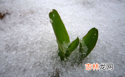 雪水浇花好不好