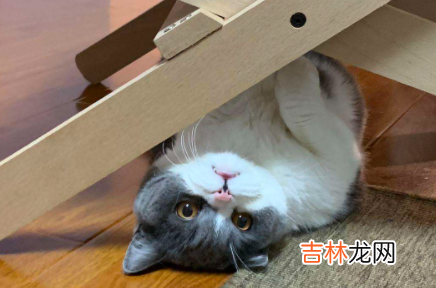 猫咪最多可以饿几天