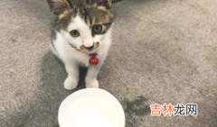 猫咪最多可以饿几天