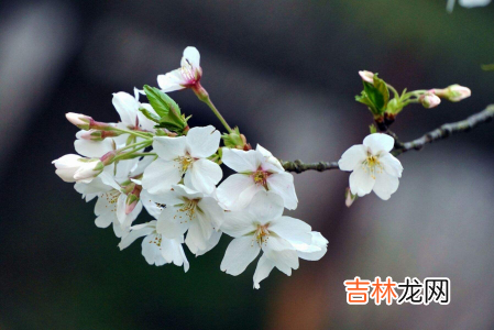武汉樱花在哪个大学