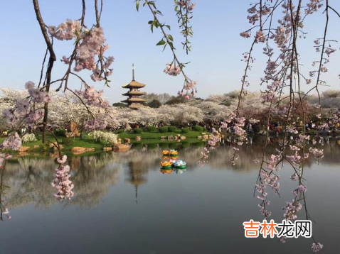 武汉樱花在哪个大学