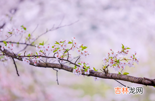 3月份武汉的樱花开了吗