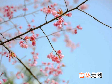 3月份武汉的樱花开了吗