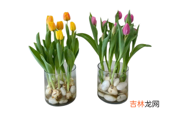 水培郁金香是一年生还是多年生