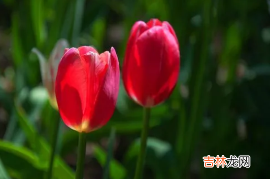 水培郁金香放室内还是室外