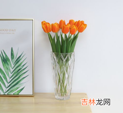 水培郁金香开完花第二年还能种吗