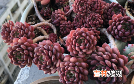 多肉叶子变红代表什么原因