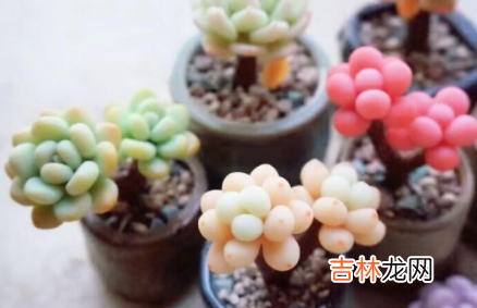 多肉多少度生根快