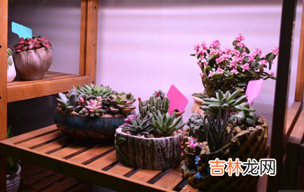 多肉补光灯每天什么时间用