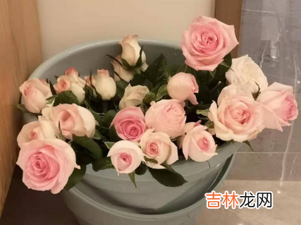 醒花可以多种花放一起吗