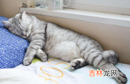 怎样才能让猫自己睡