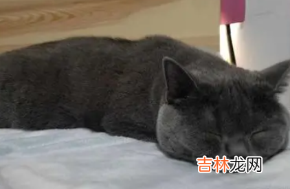 怎样才能让猫自己睡