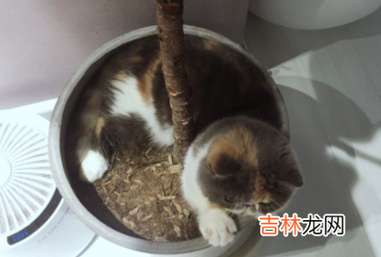 猫喜欢扒花盆怎么办