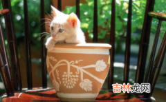 猫喜欢扒花盆怎么办