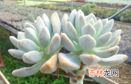 多肉淋雪了怎么办