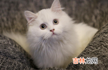 猫毛沾屎怎么能擦干净