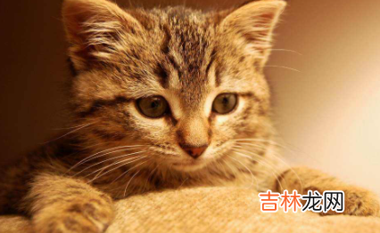 猫毛沾屎怎么能擦干净