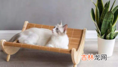 猫咪睡床上会不会对我身体不好