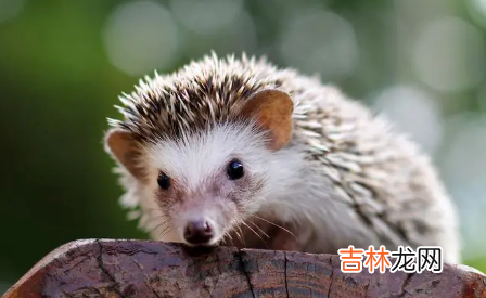 刺猬对主人会有感情吗