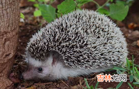 刺猬对主人会有感情吗