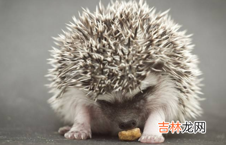 刺猬对主人会有感情吗