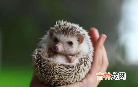 刺猬冬眠能弄醒吗