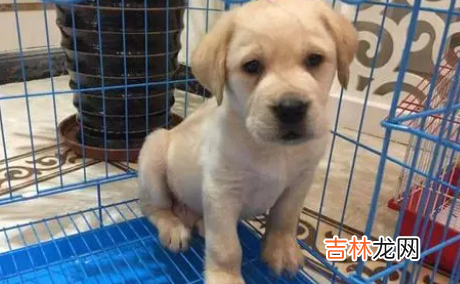 怎么让狗学会在外面拉屎拉尿