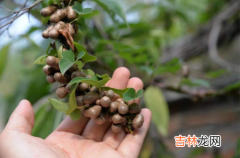 山药豆发芽可以种植吗