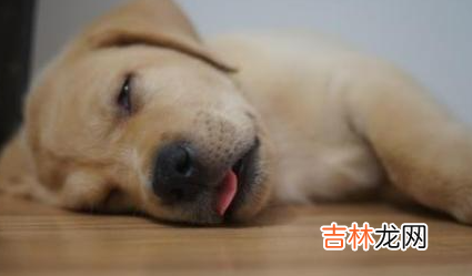 狗吐血是什么病怎么治