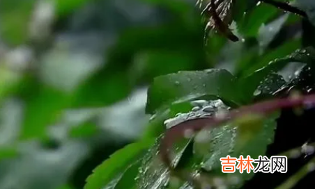 2022上海端午节会下雨吗