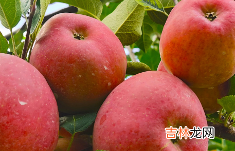 为什么长得丑的苹果好吃