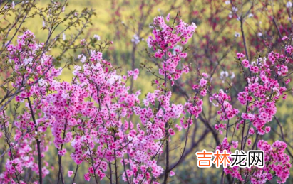 2022江夏区灵山生态文化旅游区开园了吗