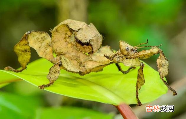 动物可以在不交配的情况下繁殖后代吗?