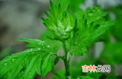 2022端午节挂艾草是迷信吗