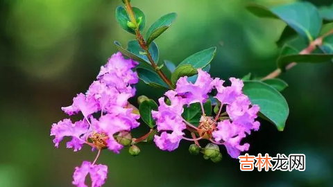 紫薇花什么季节开花