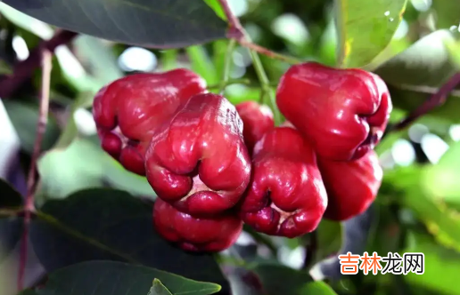 莲雾和芭乐是一种水果吗