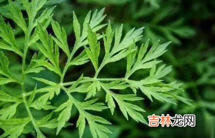 2022端午挂的艾草带不带根