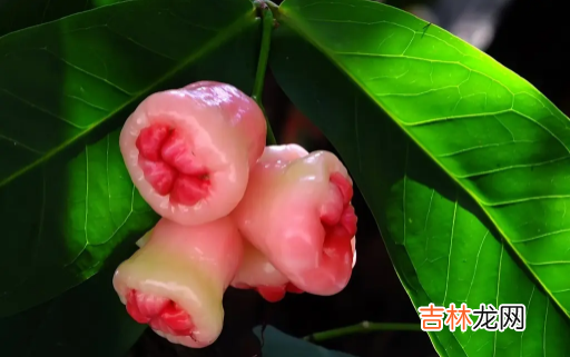 莲雾为什么不甜
