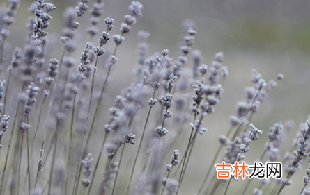 出花园在几月几日