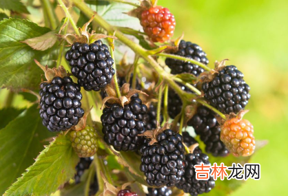 桑葚越黑的越甜吗