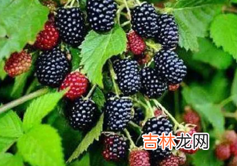 桑葚是甜的还是酸的