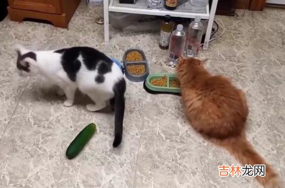 猫怕黄瓜的原因分析 猫为什么怕黄瓜