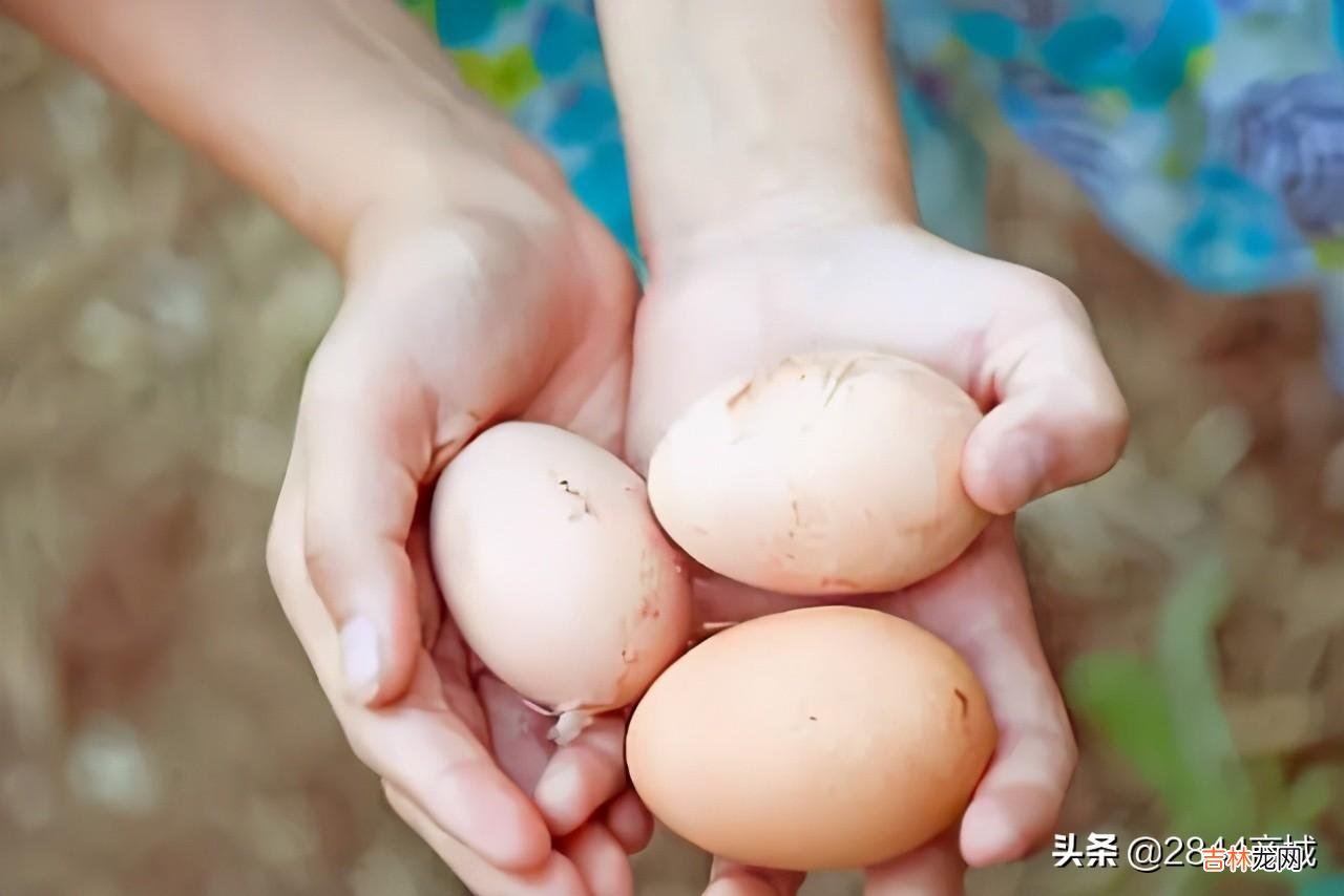 有机鸡蛋和土鸡蛋的区别 无公害鸡蛋标准