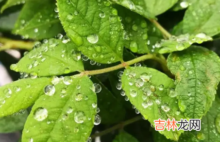 2022立夏有雨三伏热还是立夏无雨三伏热