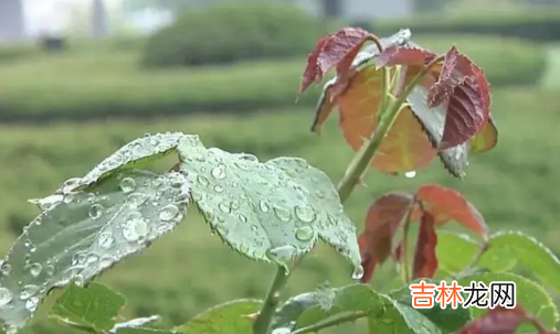 2022立夏有雨三伏热还是立夏无雨三伏热