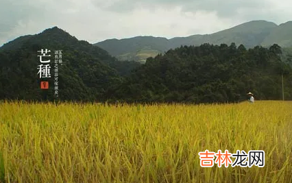 2022年芒种属于农历五月还是六月
