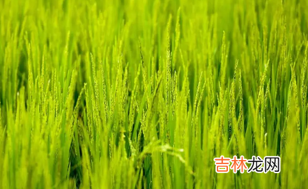 2022芒种后九天交运是一天还是九天