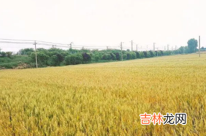 2022年芒种是几月几号几点几分