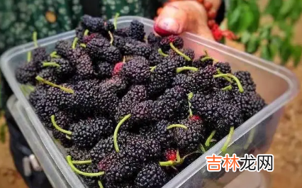 吃桑葚有什么好处和功效