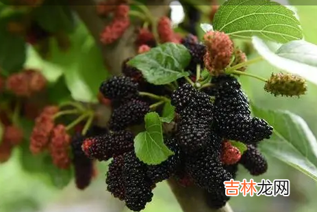 吃桑葚有什么好处和功效